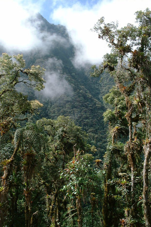 Virgin Cloud Forest in the Choco-Andes