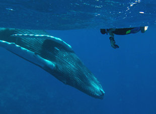 Snorkelling with Humpback Whales, Silverbanks - Rob Smith