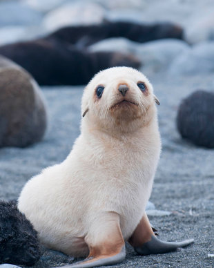 seal-pup-antarctica-falklands-south-georgia-wildlife-marine-life-expedition-voyage.jpg