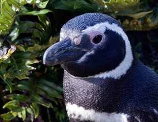 magellanic-penguin-antarctic-falklands-south-georgia-wildlife-polar-expediton-cruise.jpg
