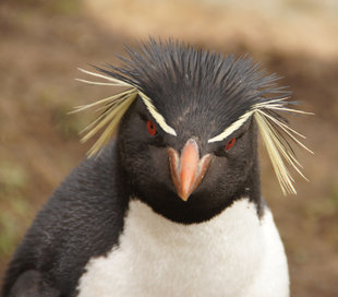 Macaroni Penguin in Antarctica - Saunders Island - wildlife photography by Jan de Groot