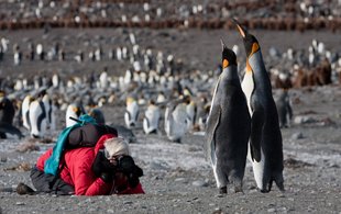 Photographing King Penguins