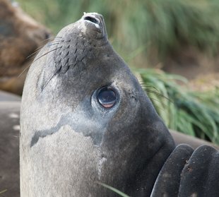 Elephant seal, South Georgia