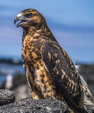 Galapagos Hawk - photo by Dr Simon Pierce MMF / Aqua-Firma