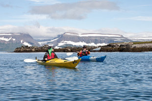Kayaking Iceland Wildlife Marine Life.jpg