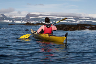 kayaking vigur island iceland wildlife.jpg