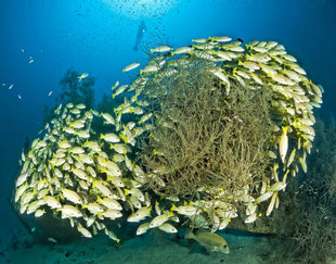 Coral Reef in New Ireland - Don Silcock