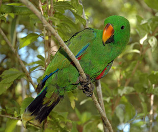 Male Eclectus Parrot in New Ireland