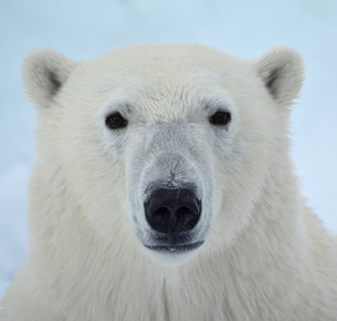 polar-bear-special-north-spitsbergen-longyearbyen-svalbard-gallery-voyage-expedition-landscape-photography-cruise-holiday-vacation-wildlife-louise-morgan.jpg