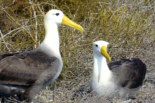Albatross Pair Galapagos island birdlife wildlife yacht safaris.JPG