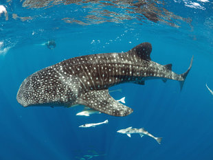 Snorkeling with AQUA-FIRMA's Whale Shark Research Team in Madagascar - Ralph Pannell