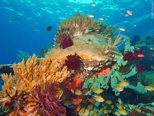Coral Reefs of Raja Ampat in West Papua, Indonesia