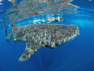 Swim & Snorkel with Whale Shark for Research in Isla Mujeres - underwater photography by Dr Simon Pierce Aqua-Firma