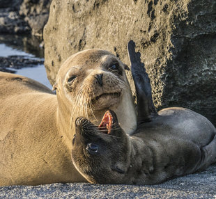 Sea Lion mother & pup in the Galapagos Islands