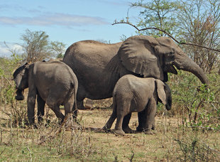Elephants in Ruaha National Park - Ralph Pannell