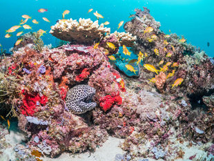 Coral Reef in Mafia Island - Dr Simon Pierce