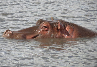 Hippos are abundant in parts of the Selous Ruaha and Katavi - Ralph Pannell