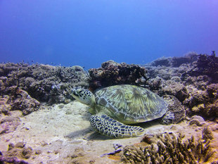 Turtle in Chole Bay, Mafia Island - Bjoern Koth
