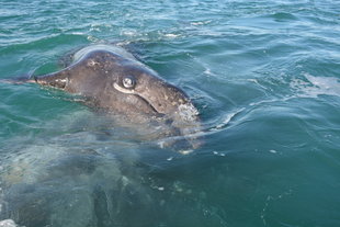 Grey Whale Calf, San Ignacio Lagoon - Margaret Andrews
