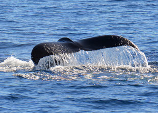 Humpback Whale, Baja California - Margaret Andrews