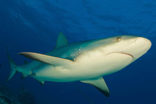 Reef Shark Turks and Caicos Islands Caribbean