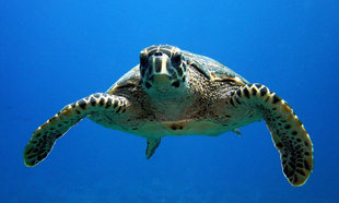Komandoo Lhaviyani Hawksbill Turtle Maldives
