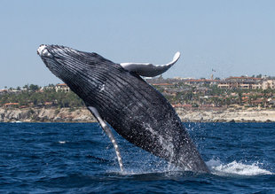Humpback Whale on Baja California Whale Watching Voyage