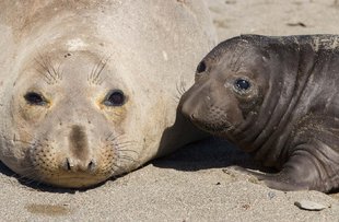 Northern Elephant Seals in Baja California, Mexico