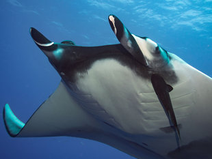 Diving with Giant Manta Rays in the Socorro Islands - Bob Dobson