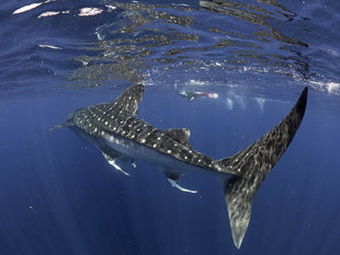 Snorkelling with Whale Sharks in Isla Mujeres - Dr Simon Pierce