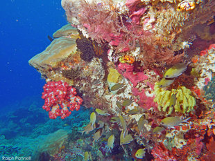 Coral Wall in Raja Ampat - Ralph Pannell
