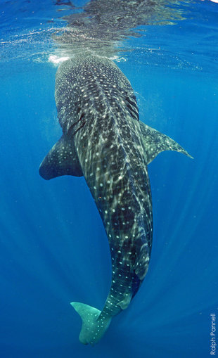Whale Shark Vertical feeding Mexico, photo by Ralph Pannell