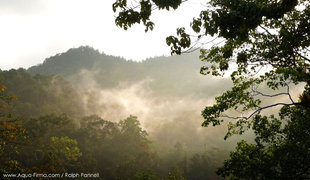 Sinharaja rainforest morning mist, Sri-Lanka