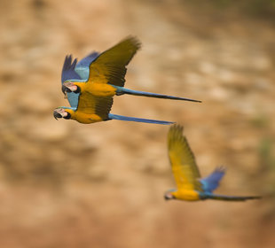 Blue and Gold Macaws riverside in Rio Tambopata Amazon Peru