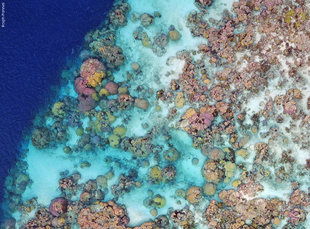 Coral Reef Surveys by Drone