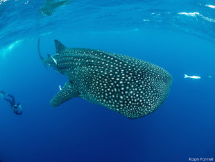 Sexing a Whale Shark - Research in Madagascar