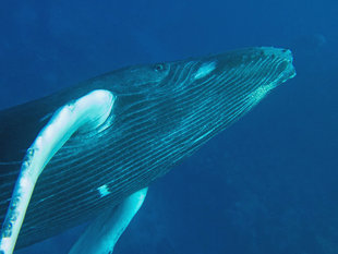 Curious Humpback Whale Calf - Rob Smith