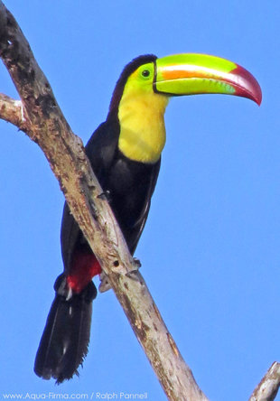 Keel Billed Toucan in Yucatan Peninsula - Mexico birdwatching wildlife photography by Ralph Pannell