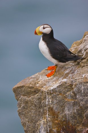 Puffin in the Russian Far East