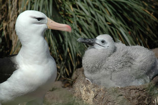 Albatros & Chick Falkland Islands