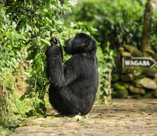 Mountain Gorilla feeds close to lodge