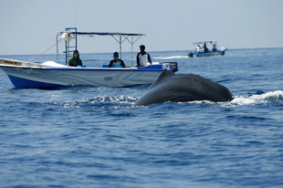 Sperm Whale Watching in Sri Lanka