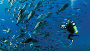 Diving at Cape Kri, Raja Ampat - Hamid Rad