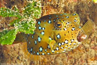 Yellow-boxfish-Mafia-Island-muck-diving-Tanzania-scuba-dive-travel-holiday-chole-bay-underwater-photography-Ralph-Pannell.jpg
