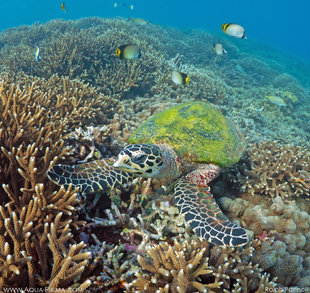 Hawksbill Turtle over Acropora Coral Reef at Pigeon Island, Sri Lanka underwater photography by Ralph Pannell AQUA-FIRMA