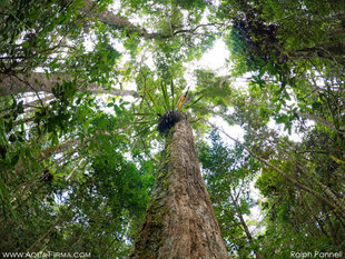 Rainforest Canopy of Mantadia National Paek, Madagascar. Photography by Ralph Pannell AQUA-FIRMA