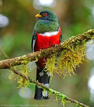 Trogon in Ecuador's Cloud forest - birdwatching photography by Ralph Pannell AQUA-FIRMA