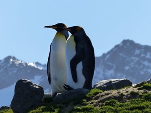 king-penguins-falklands-sotuh-georgia-antarctic-peninsula-voyage-expedition-susan-lee.jpg