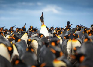 king-penguins-south-georgia-antarctica.jpg
