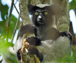 Indri lemur Mangabe Madagascar forest reserve. Wildlife photography by Ralph Pannell Aqua-Firma